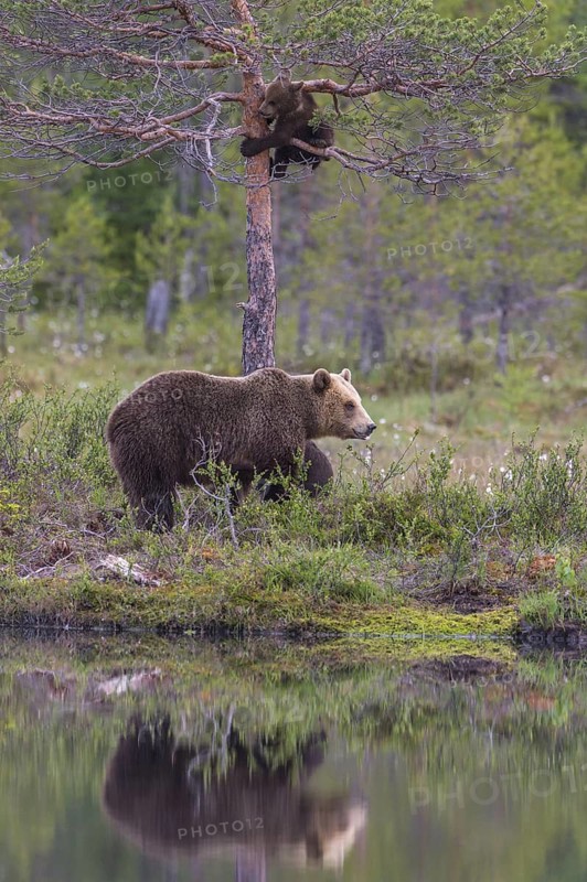 Eurasian Brown Bear (Ursus arctos) mother with cub, Finland