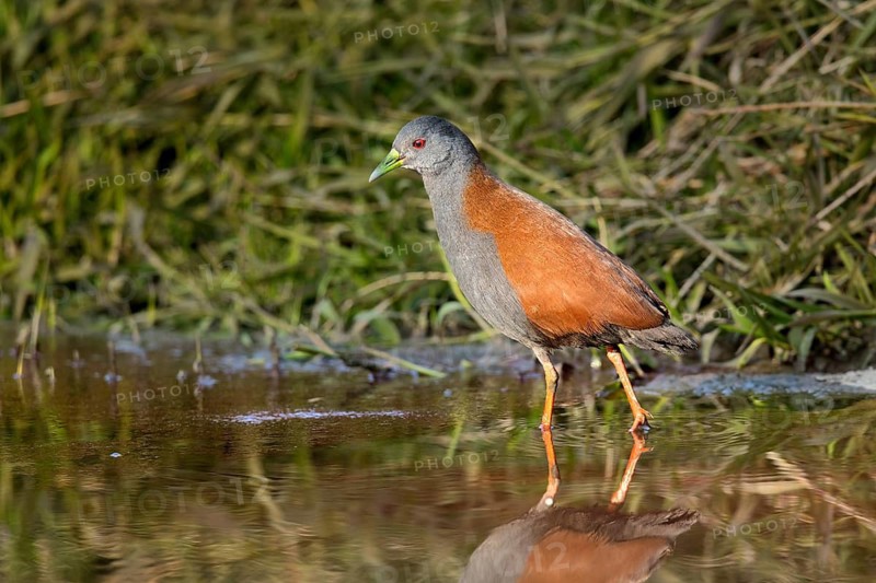 Black-tailed Crake (Porzana bicolor) foraging, Yunnan, China