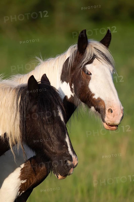 Horse or pony (Equus caballus) two adult animals in a grass field, England, United Kingdom