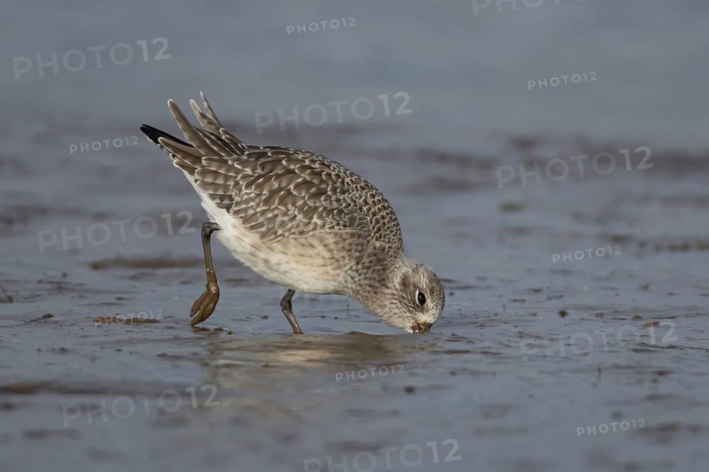 Grey plover (Pluvialis squatarola) adult wading bird in winter plumage feeding on a mudflat on a shoreline, Norfolk, England, United Kingdom