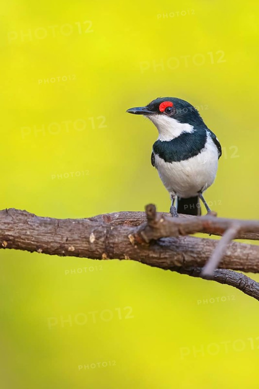 Lappet-faced Flycatcher (Platysteira cyanea), Sita Joyeh Baobab island, Farasutu, South Bank, Gambia