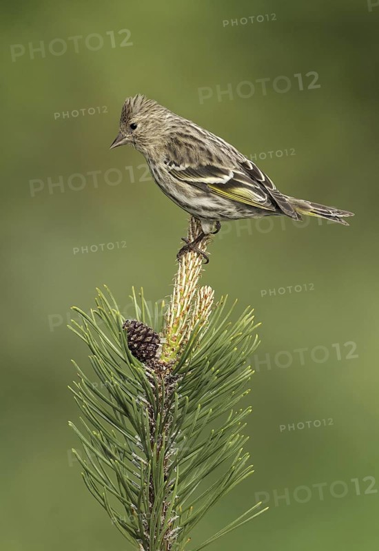 Pine Siskin (Spinus pinus), British Columbia, Canada