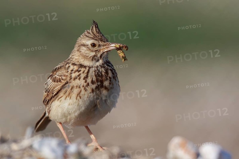 Crested Lark (Galerida cristata) with caterpillar in beak, Greece