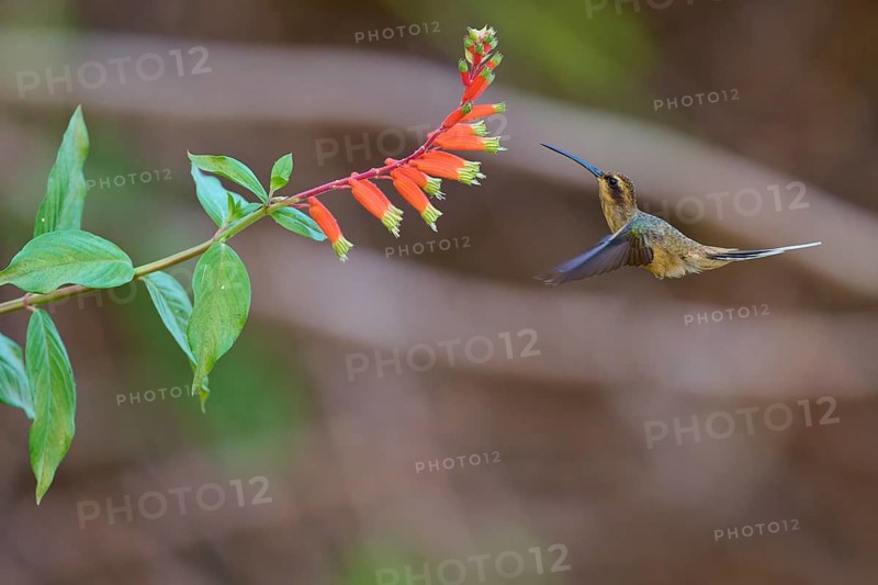 A hummingbird hovers in front of a bright orange flower looking for nectar, long-billed Needle-billed hermit (Phaethornis longirostris), Pantanal, Mato Grosso, Brazil