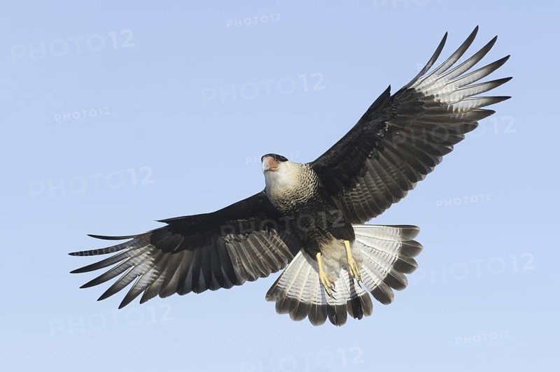 Northern Crested Caracara (Caracara cheriway) flying, Texas, USA