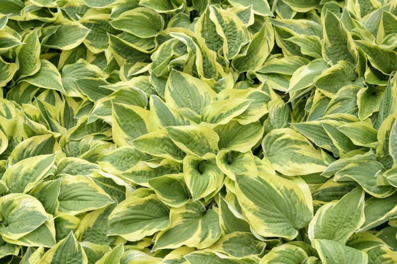 Funkia (Hosta 'Wide Brim'), Rhodo 2014, Bad Zwischenahn, Lower Saxony, Germany