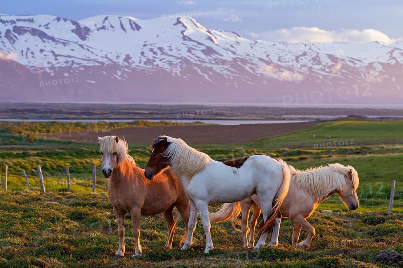 Icelandic horse, Icelandic, Icelandic pony, horses, animals, mammals, three, small horse, small horses, Laxamýri, Húsavík, Iceland