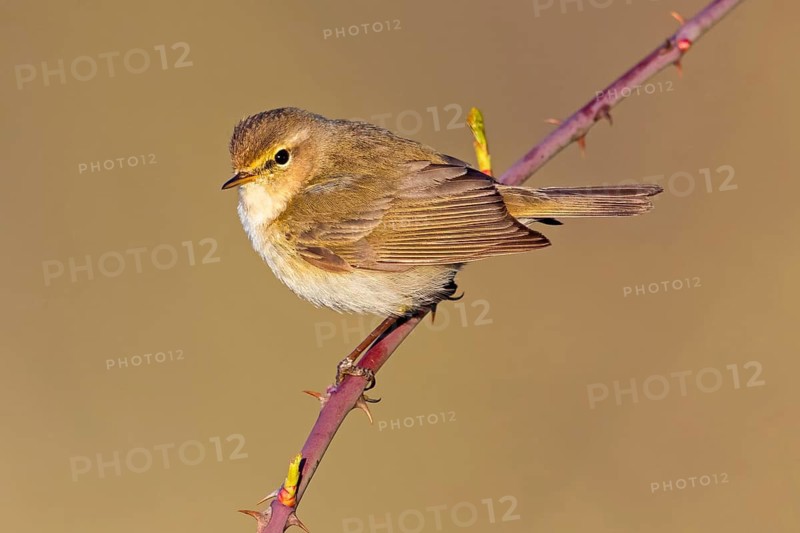 Chiffchaff, Phylloscopus collybita, Phylloscopus collybitus, Nahe valley, Rhineland-Palatinate, Germany