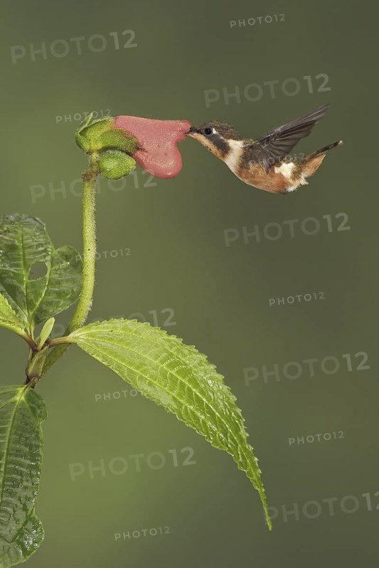 Purple-throated Woodstar (Calliphlox mitchellii), Ecuador