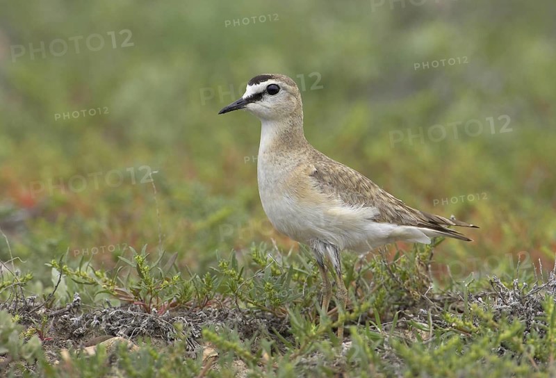 Mountain Plover (Charadrius montanus), Montana, USA