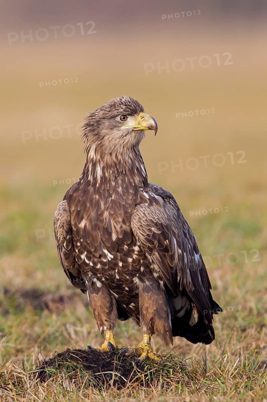 Seeadler, White-tailed Eagle, White-tailed Sea Eagle, Haliaeetus albicilla, Haliaaetus albicilla
