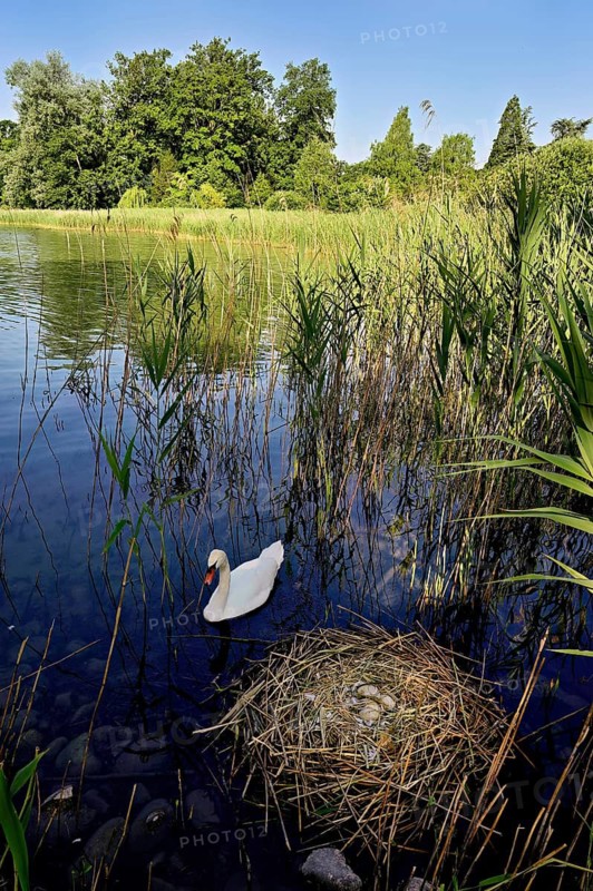 Mute swan (Cygnus olor), male swimming in front of nest with four eggs, Cham, Lake Zug, Canton Zug, Switzerland