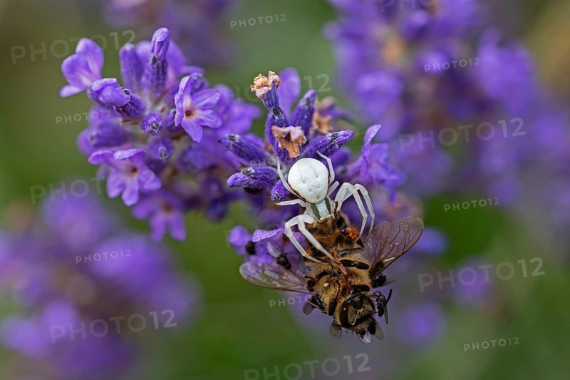 Goldenrod crab spider (Misumena vatia) eats a honey bee, Animals, Insects, Spiders, Baden-Württemberg, Federal Republic of Germany