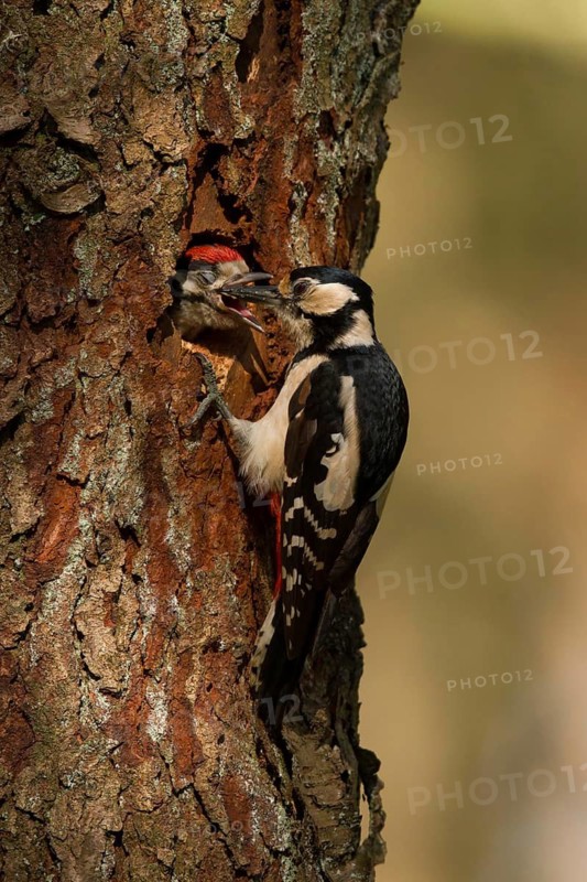 Great Spotted Woodpecker (Dendrocopos major) female feeds juvenile in breeding cavity, Utrecht, Netherlands