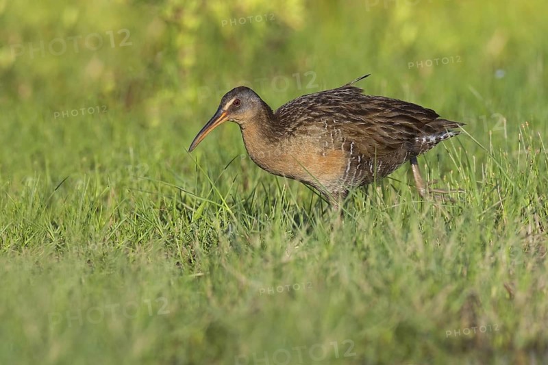 King Rail (Rallus elegans), Texas, USA