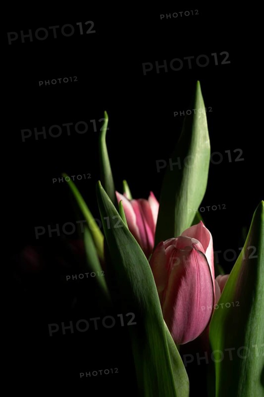 Pink tulips with delicate petals and green leaves are beautifully illuminated against a dark background, creating a striking contrast and highlighting their elegance