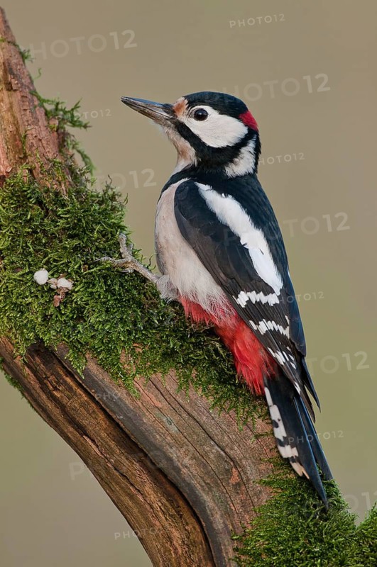Great Spotted Woodpecker (Dendrocopos major) male, Thuringia, Germany