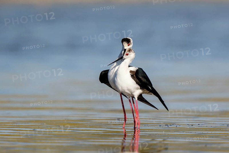 Black-winged Stilt (Himantopus himantopus) pair displaying, Lesvos, Greece