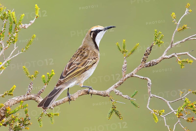 Tawny-crowned Honeyeater (Gliciphila melanops), Kangaroo Island, South Australia, Australia