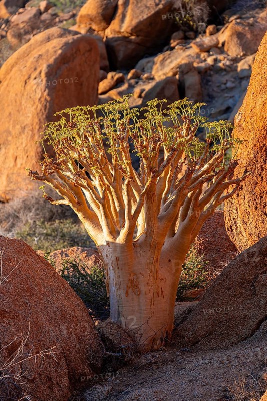 Bottle tree (Cyphostemma currorii) in the dry desert landscape with rocks, Spitzkoppe, Namibia