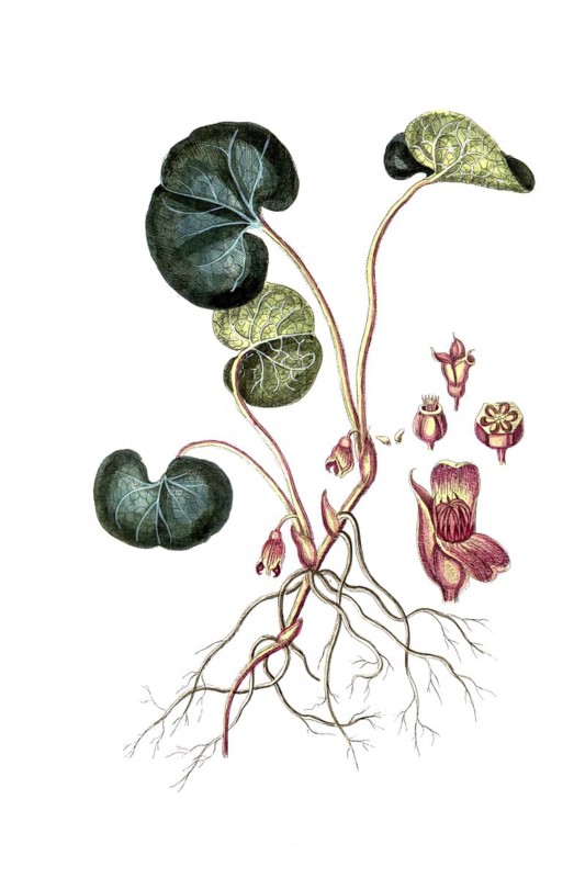Asarum europaeum, common hazelwort, native hazelwort, digital reproduction of a historical original, between 1790 and 1810