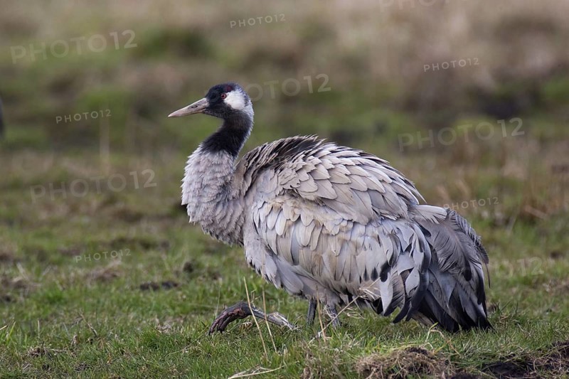 Common Crane (Grus grus), Mecklenburg-Western Pomerania, Germany