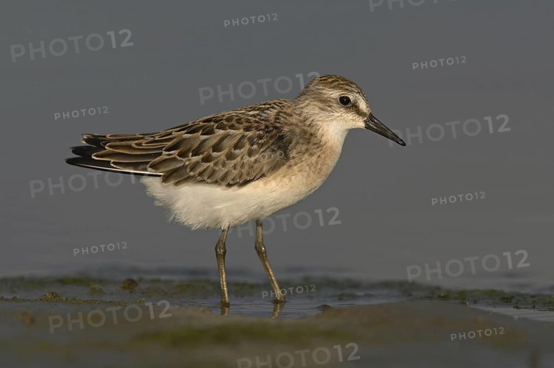 Semipalmated Sandpiper (Calidris pusilla), Ohio, USA