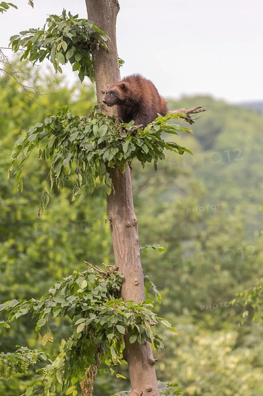 One wolverine, (Gulo gulo), sitting high in a tree. A hazy sky and some green trees in the background