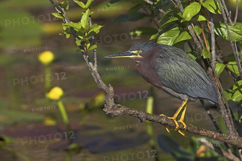 Green Heron (Butorides virescens), Florida, USA