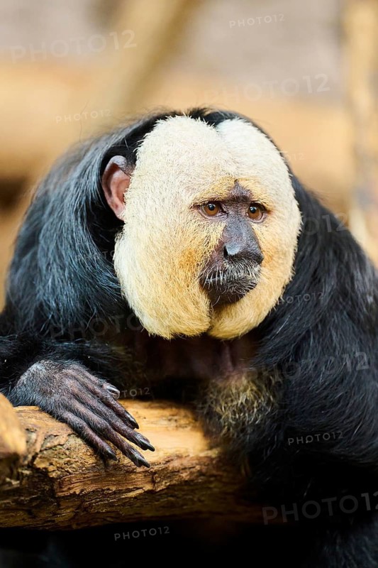 White-faced saki (Pithecia pithecia), male, portrait, captive, Germany