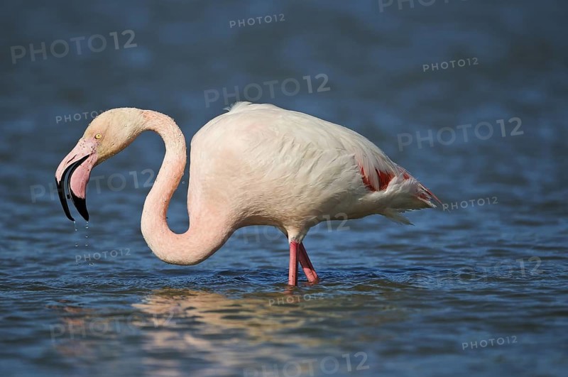 Rosaflamingo (Phoenicopterus ruber) Greater Flamingo