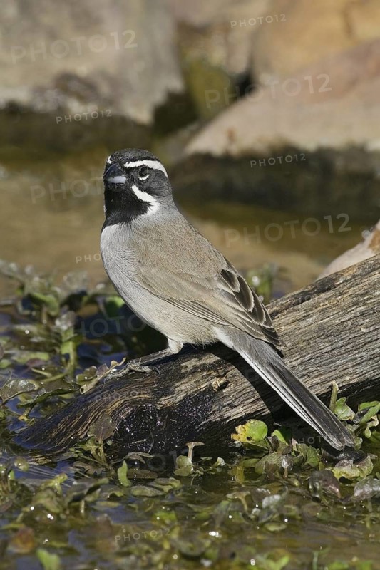 Black-throated Sparrow (Amphispiza bilineata), Arizona, USA