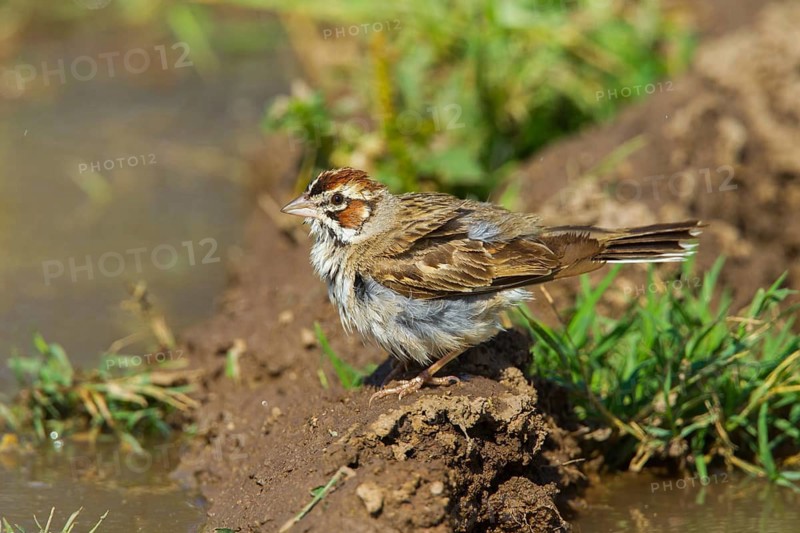 Lark Sparrow Chondestes grammacus Empire-Cienega National Conservation Area. Arizona, United States 3 Septembe Adult just after bathing. Emberizidae