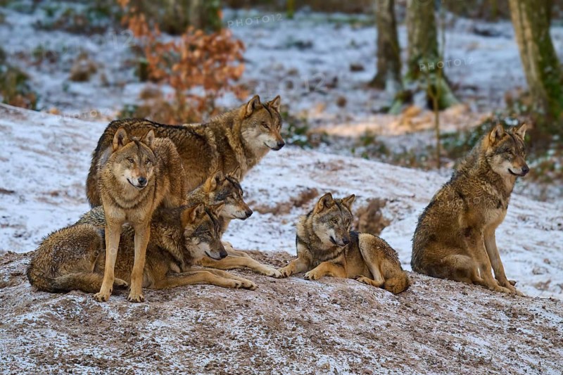 Five wolves in a group in a snowy forest, pack, winter, wolf (Canis lupus), Germany