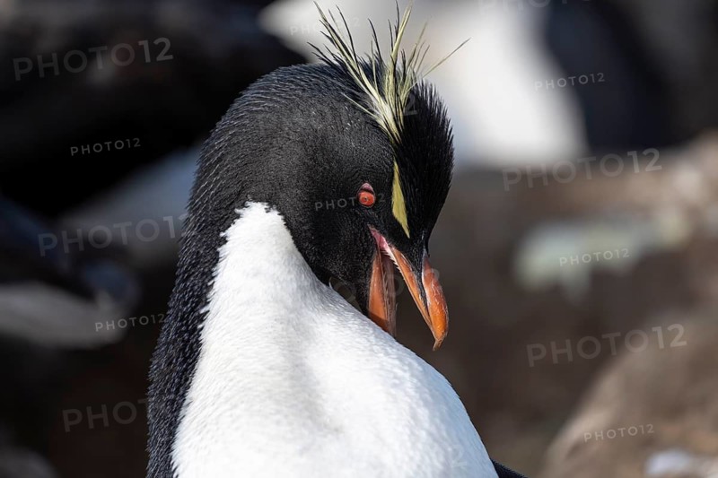 Rockhopper penguin (Eudyptes chrysocome), portrait with open beak and yellow tufts of feathers, colony, Falkland Islands