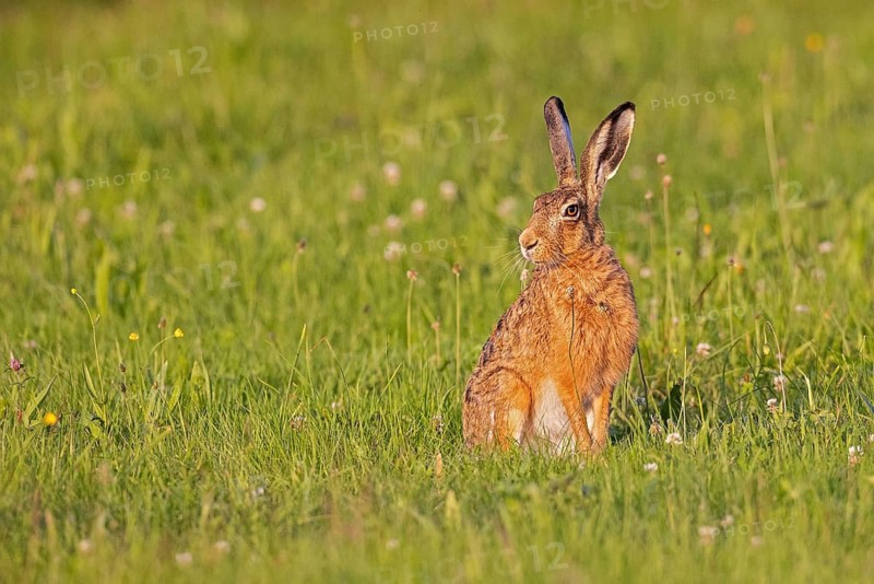 European hare (Lepus europaeus) sitting in the sun on a green meadow in summer, Baden-Württemberg, Germany