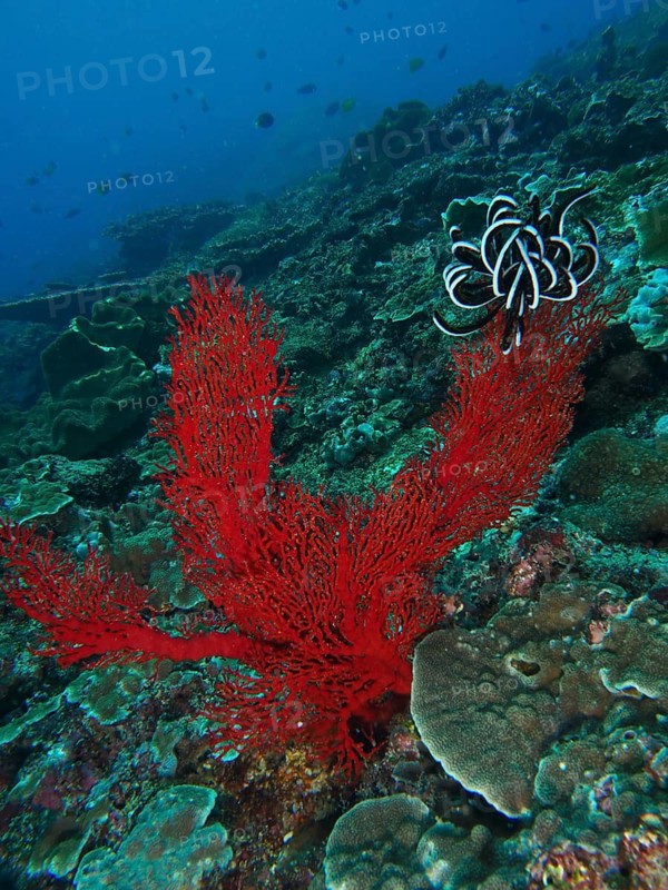 Bright red corals, Red knot fan (Melithaea ochracea), and Red feather star in a diverse underwater landscape, dive site Toyapakeh, Nusa Ceningan, Nusa Penida, Bali, Indonesia