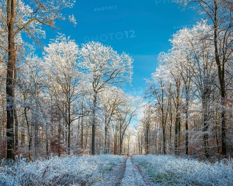 Hiking trail through oak forest with hoarfrost in winter under blue sky, near Luther city Eisleben, Saxony-Anhalt, Germany
