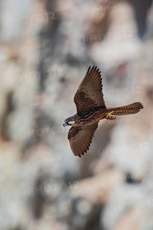 Eleonora's Falcon (Falco eleonorae) young female flying, Sardinia, Italy