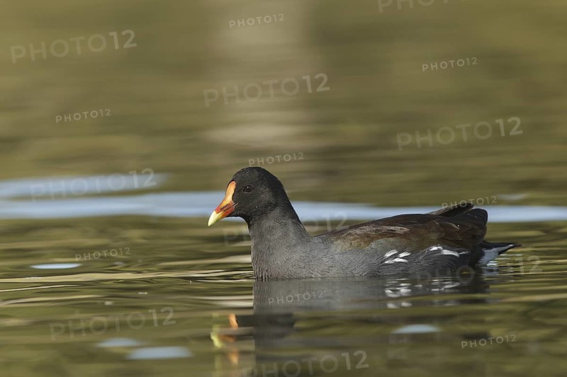 Common Gallinule (Gallinula galeata), California, USA