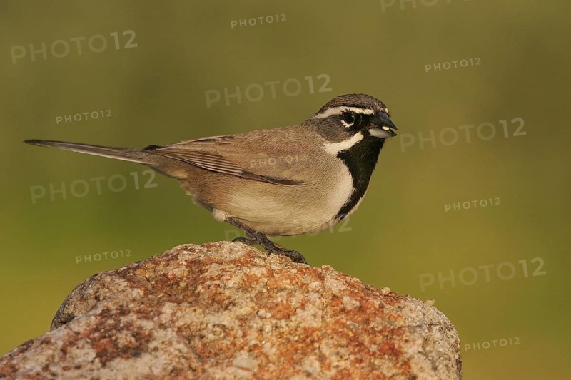 Black-throated Sparrow (Amphispiza bilineata), Arizona, USA