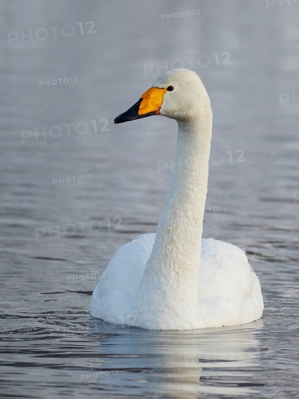 Whooper Swan (Cygnus cygnus), Finland