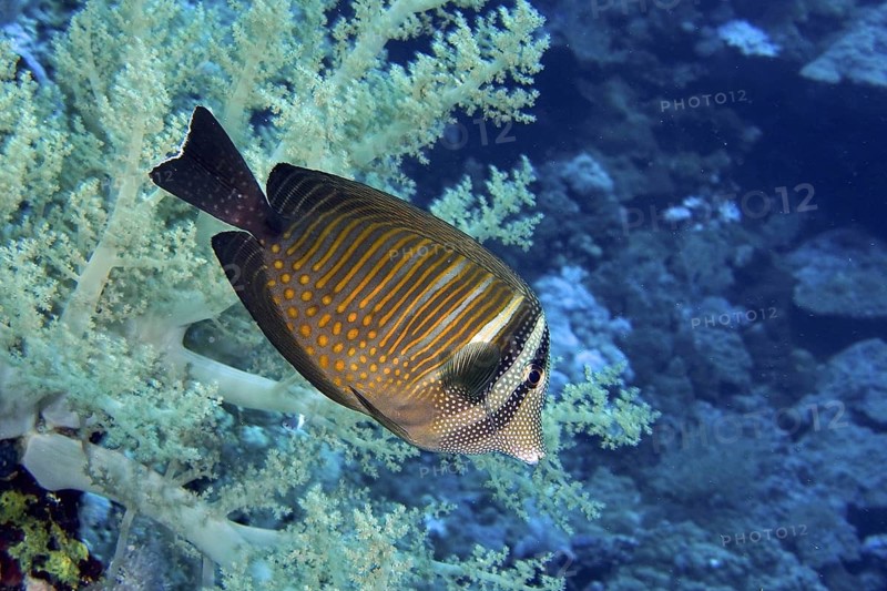 Indian sailfin doctor (Zebrasoma desjardinii)