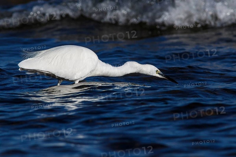 Little Egret (Egretta garzetta) fishing on sea, Asturias, Spain