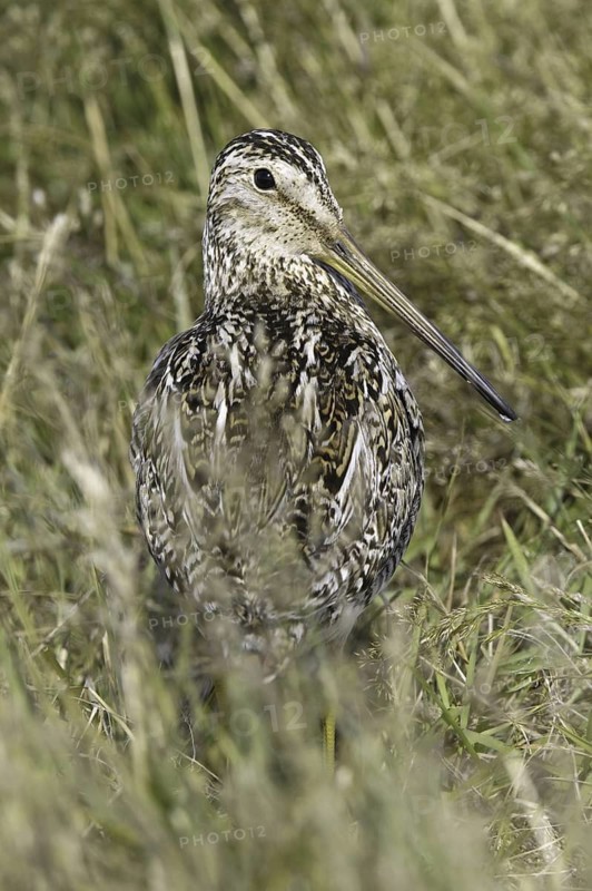 South American Snipe (Gallinago paraguaiae magellanica), Falkland Islands