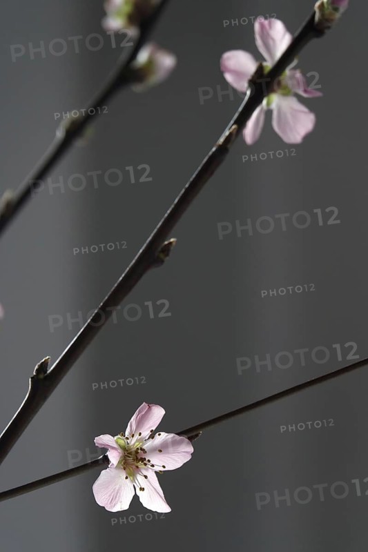 Blooming branches of a peach tree, spring, Germany