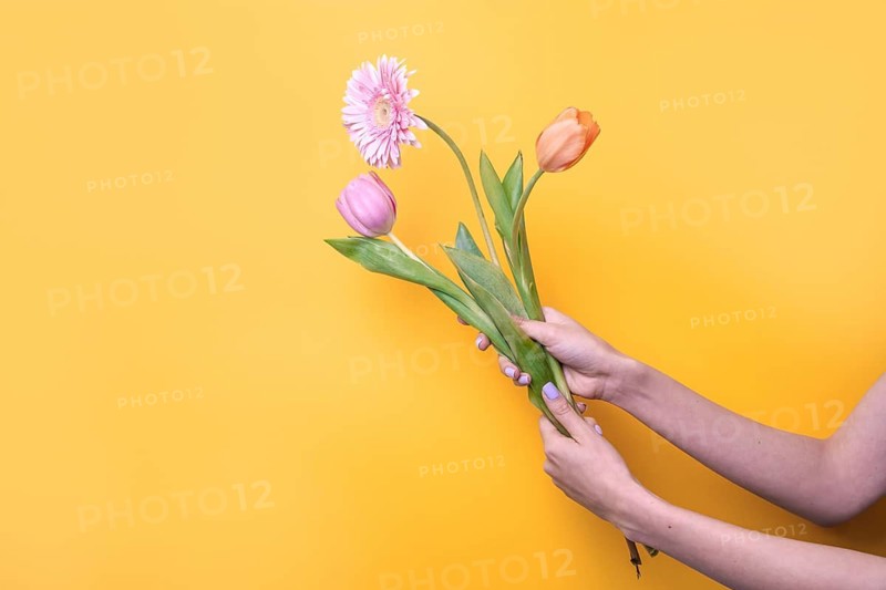 A pair of woman hands gracefully holds a vibrant bouquet of tulips and daisies against a bright yellow background, symbolizing spring and positive energy, evoking joy and freshness