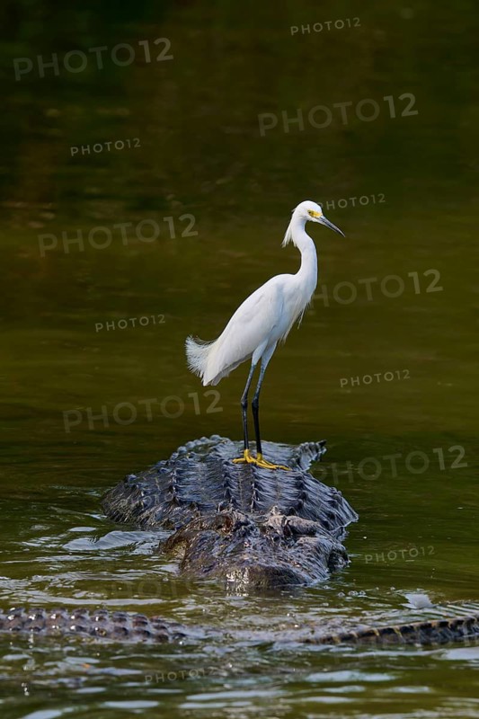 A heron sits quietly on a crocodile in the water and looks sideways, Great Egret (Egretta thula), American Alligator (Alligator mississippiensis), Orlando, Florida, USA