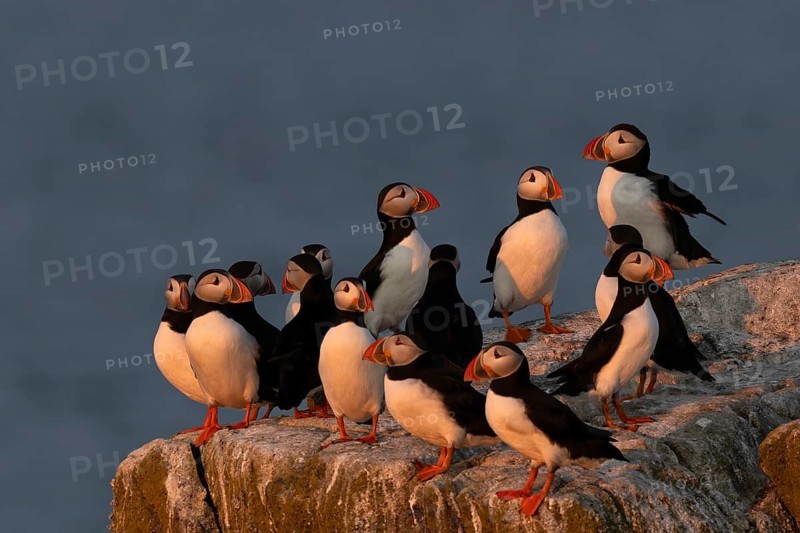 Atlantic Puffin (Fratercula arctica), Scotland, United Kingdom