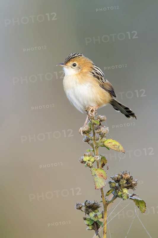 Golden-headed Cisticola (Cisticola exilis) male, Queensland, Australia